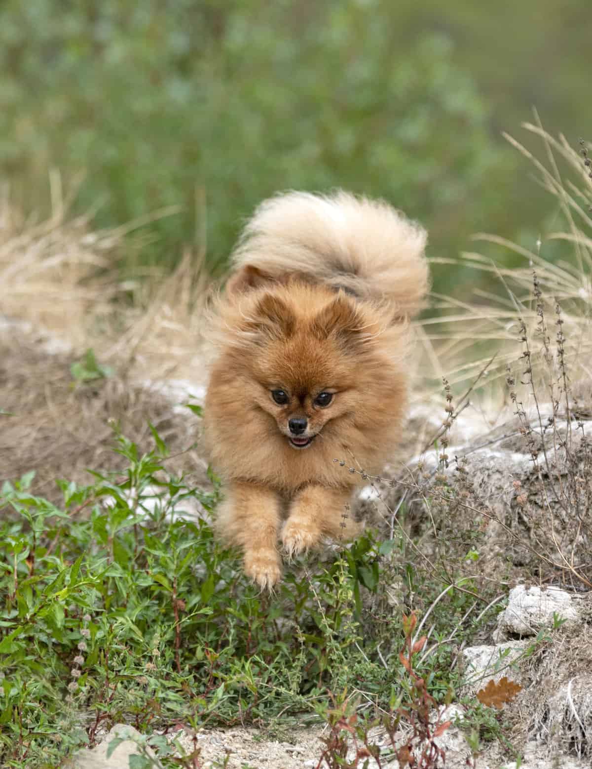 Pomeranian Dog