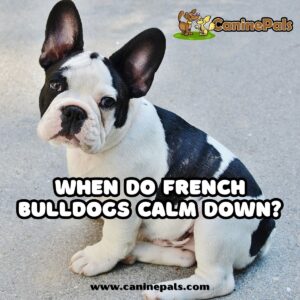 When Do French Bulldogs Calm Down?