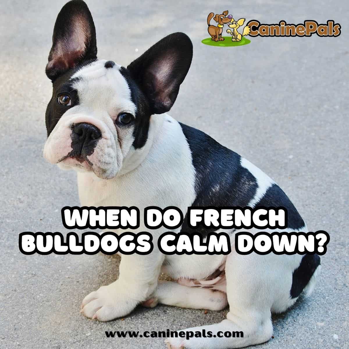 when do french bulldogs calm down? 2