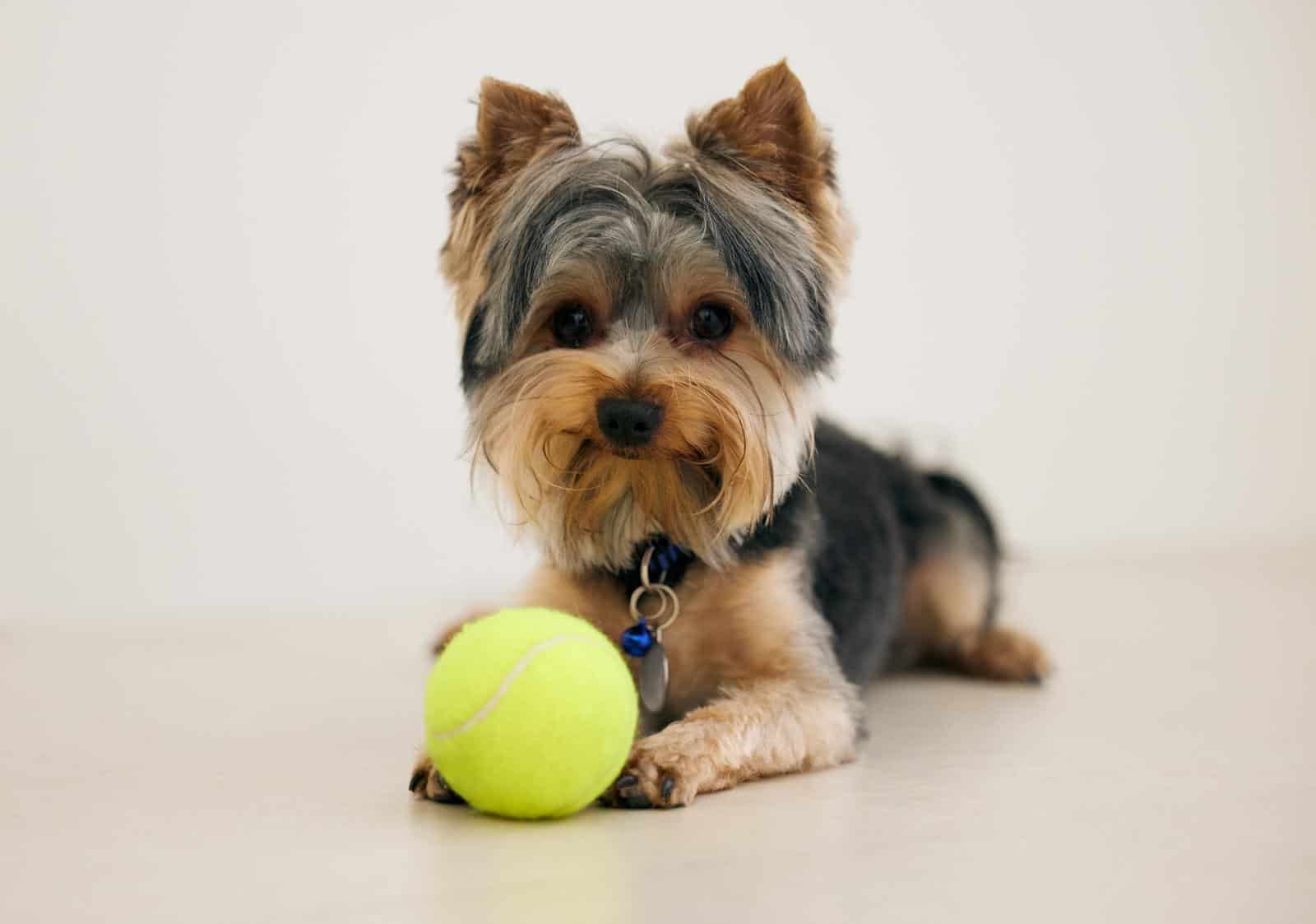 Yorkshire Terrier