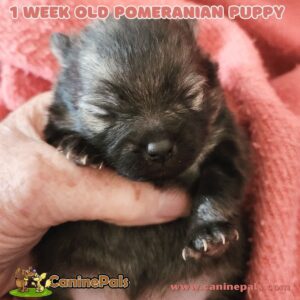 1 week old Pomeranian puppy