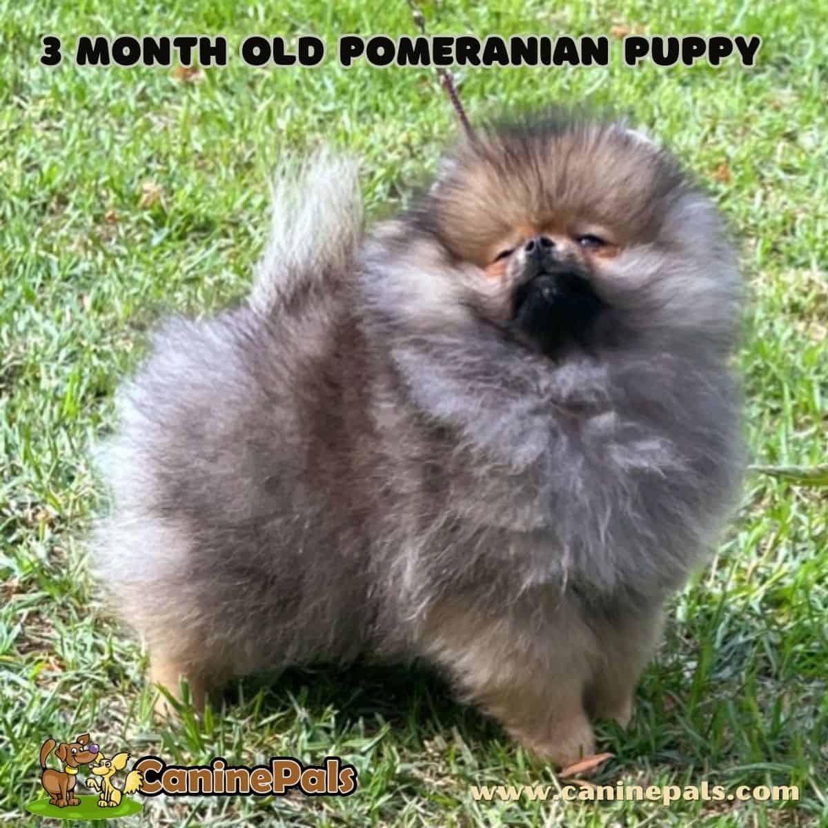 3 Month Old Pomeranian