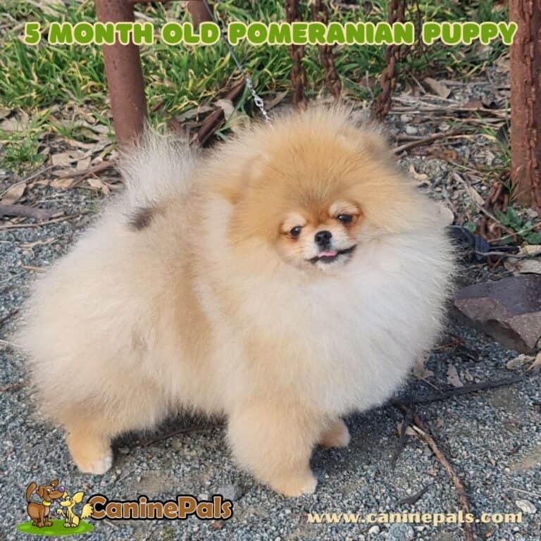 Pomeranian Growth Stages & Weight: A Comprehensive Guide - Canine Pals