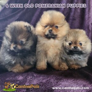 6 Week Old Pomeranian Puppies