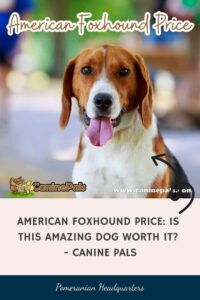 American Foxhound Price: Is this Amazing Dog Worth It?