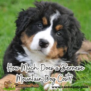 How Much Does a Bernese Mountain Dog Cost?