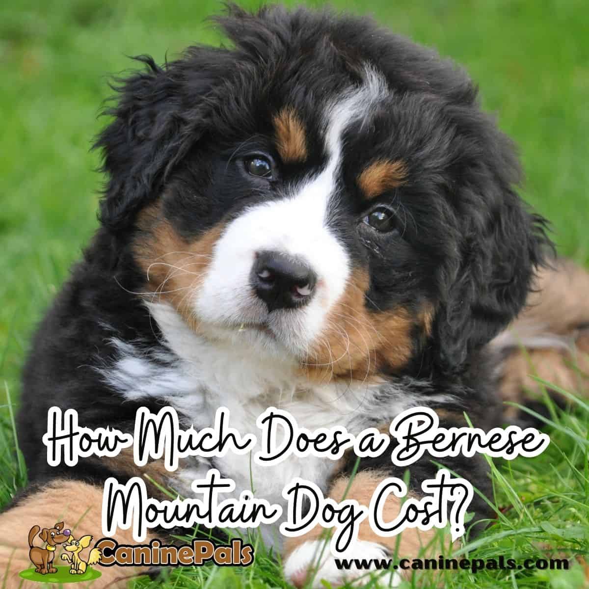 How Much Does a Bernese Mountain Dog Cost? 