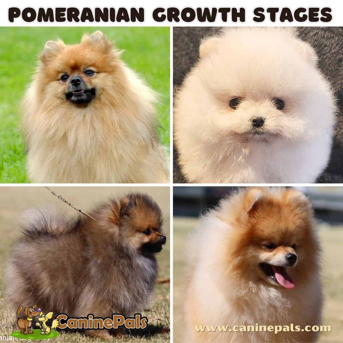 Pomeranian Growth Stages