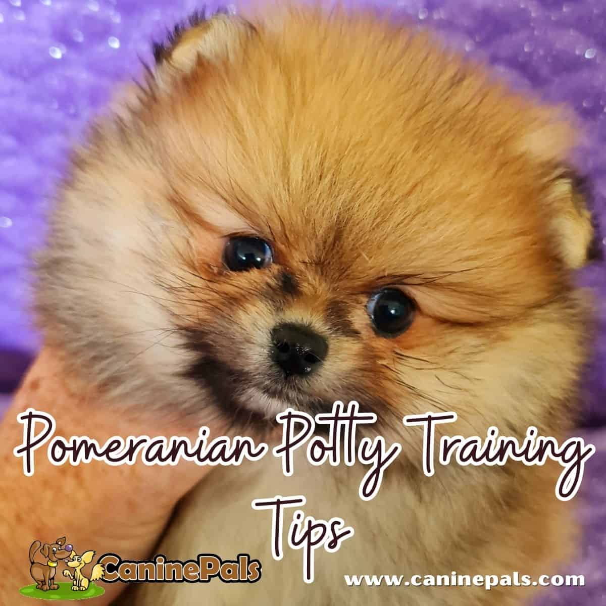 Pomeranian Potty Training