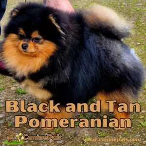 Black and Tan Pomeranian