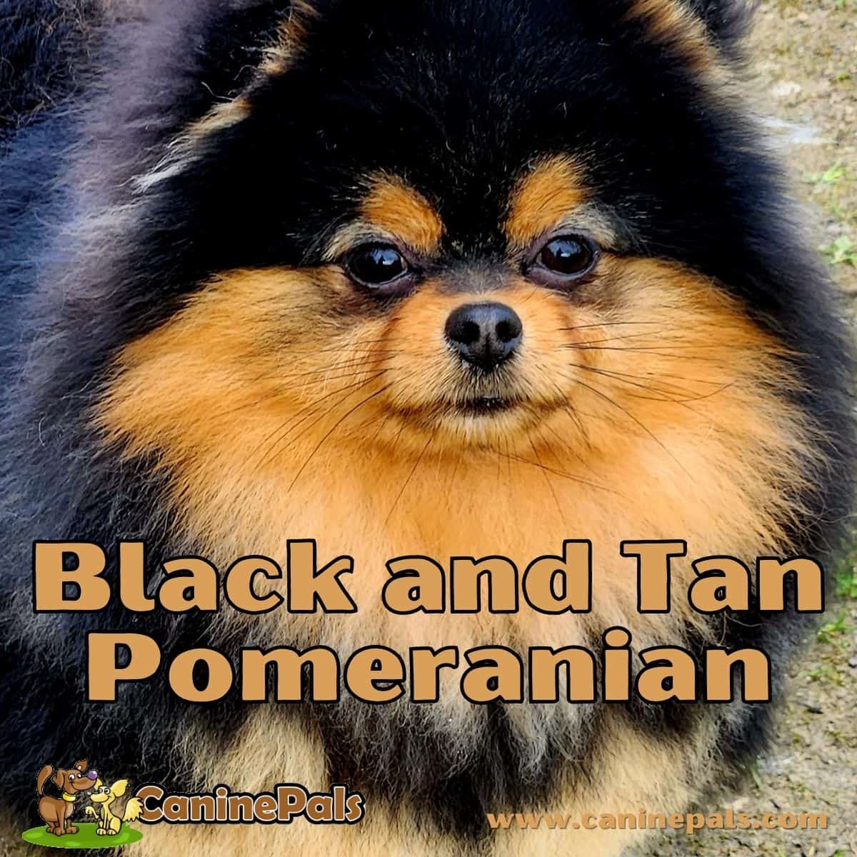 Black and Tan Pomeranian