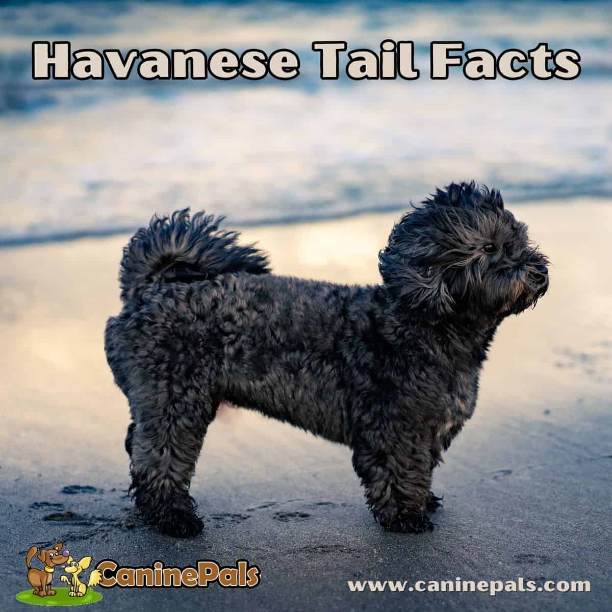 Havanese Tail Facts