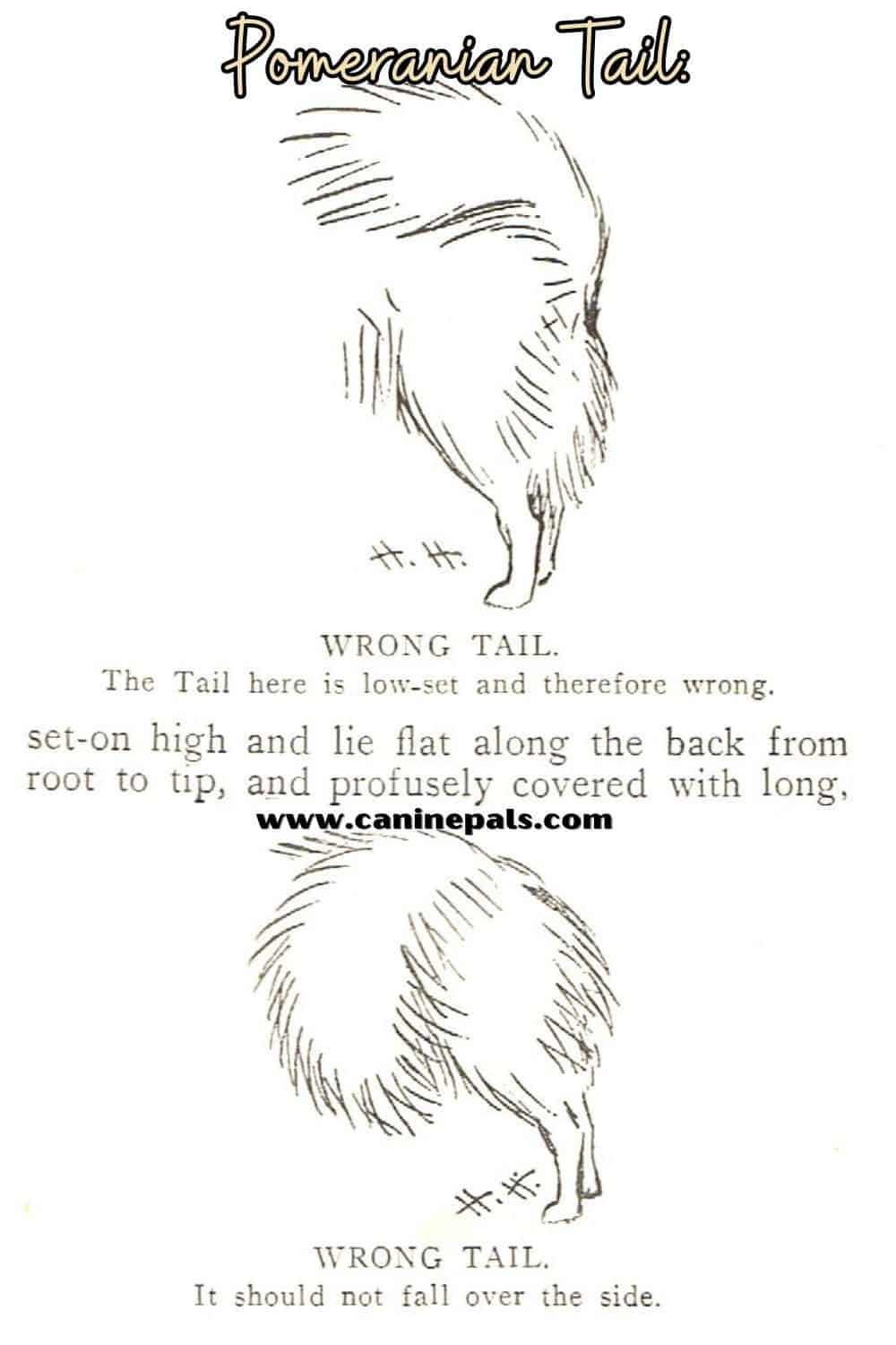 Pomeranian Tail