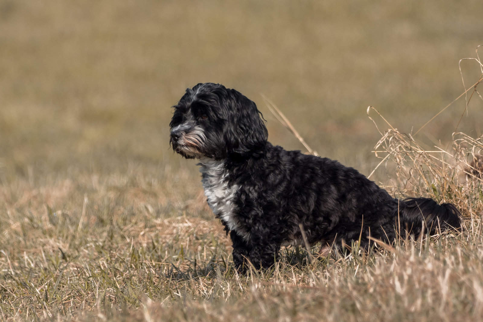 Havanese Dog