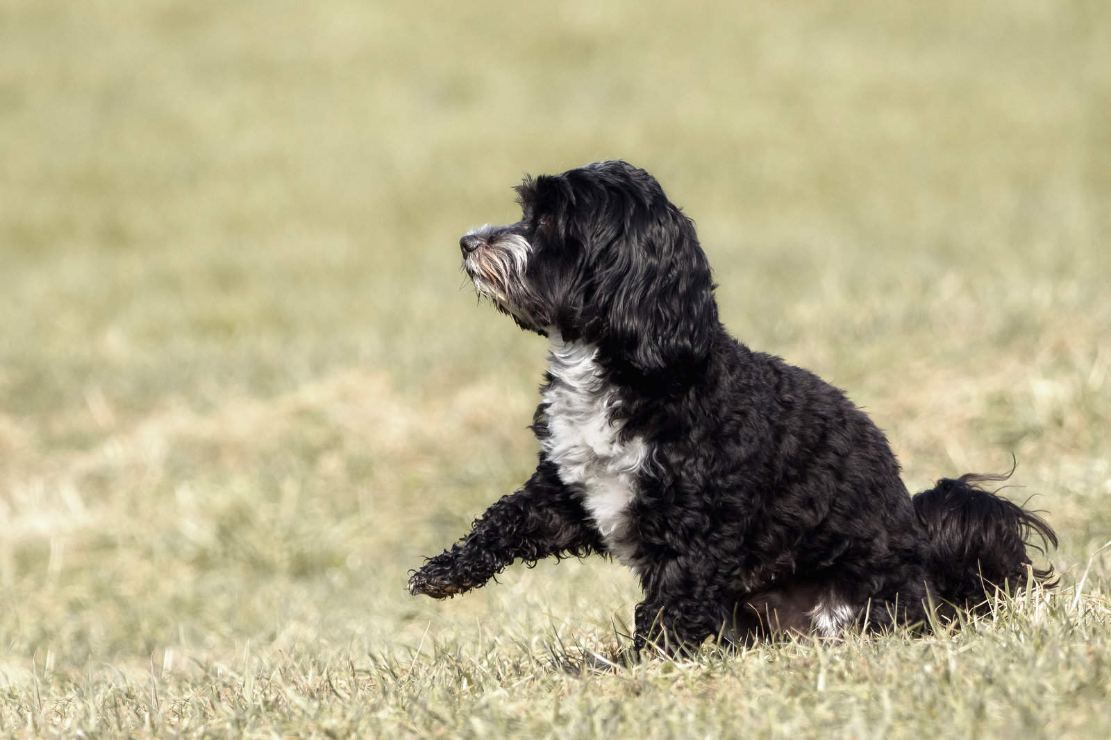 Havanese Puppy