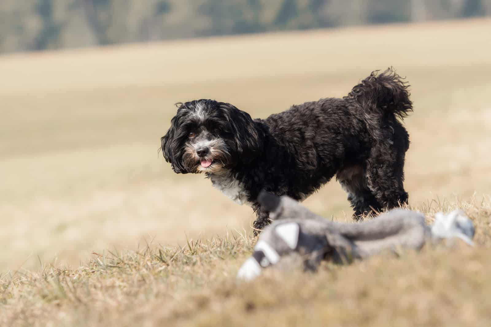 Havanese Puppy