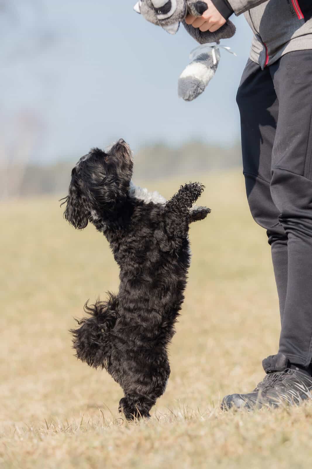 Havanese Puppy