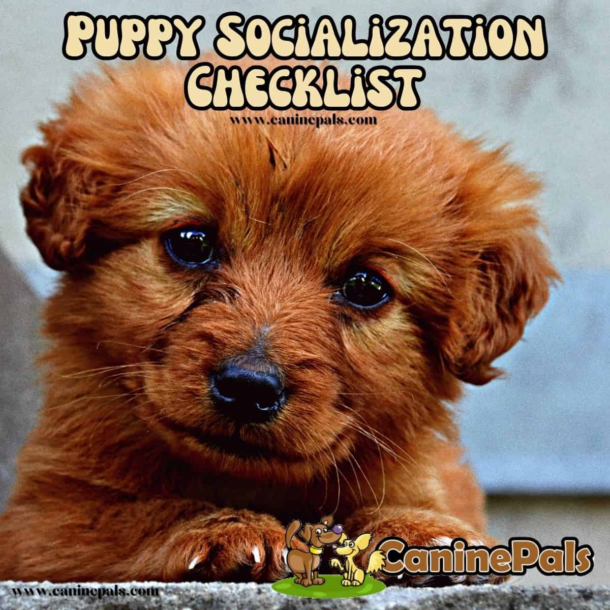 Puppy Socialization Checklist