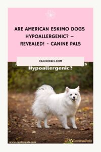 Are American Eskimo Dogs Hypoallergenic